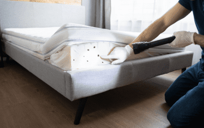 Les punaises de lit : comment s’en débarrasser efficacement