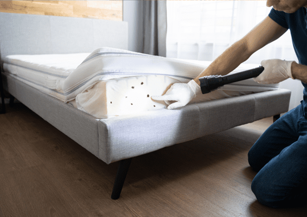 Les punaises de lit : comment s’en débarrasser efficacement